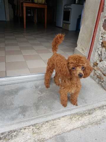 Caniche male toy rouge tom pouce