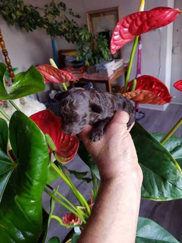 1 male caniche toy marron