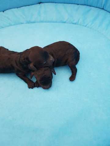 1 male caniche toy gris