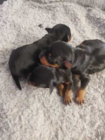 3 males pinscher nain