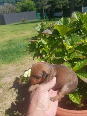 2 femelles pinscher rousse