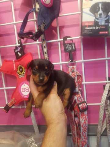 1 male pinscher vendu noir et feu