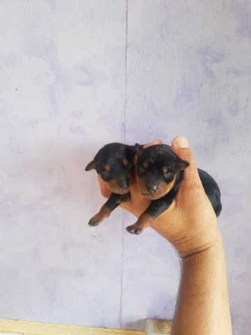 2 males pinscher VENDU