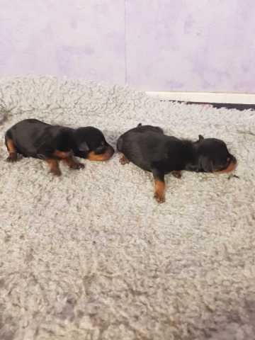 2 males pinscher noir et feu