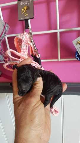 1 male caniche gris pt nain