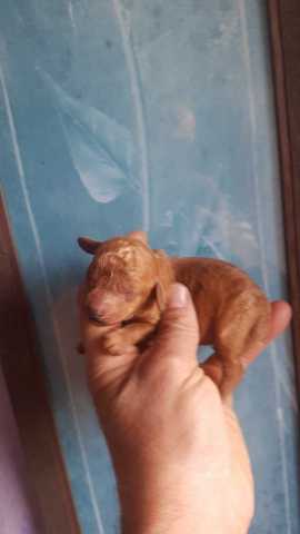 1 male caniche rouge