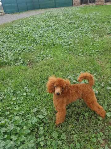 Caniche male toy rouge rougeur