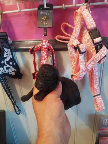 1 male caniche VENDU pt nain gris