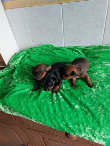 3 femelles pinscher nain