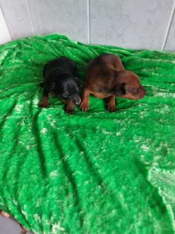 2 males pinscher nain