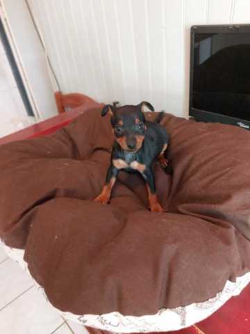 1 femelle pinscher nain VENDU