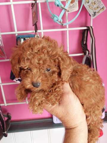 1 male toy caniche f.rouge
