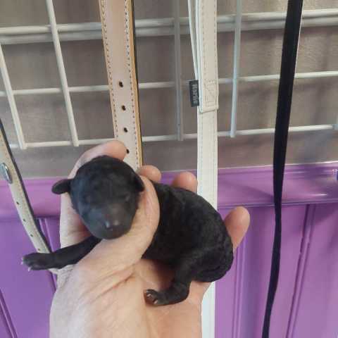 1 caniche male pt nain noir