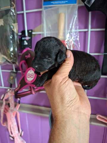 5 pinscher nain croise caniches toy 