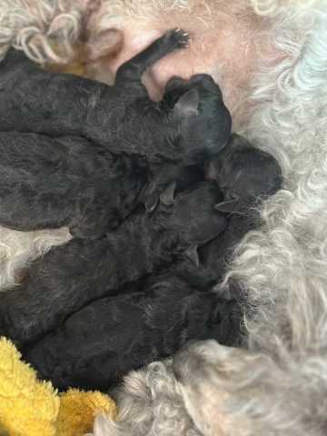 5 pinscher nain croise caniches toy 