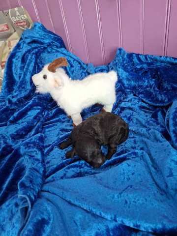 1 caniche male pt nain gris