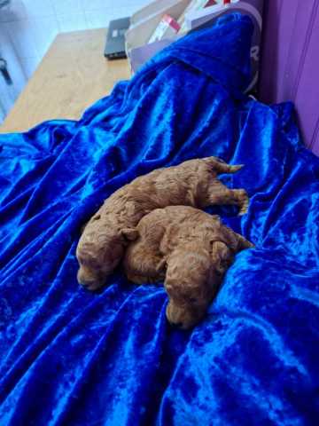 2 caniches males toy f rouge