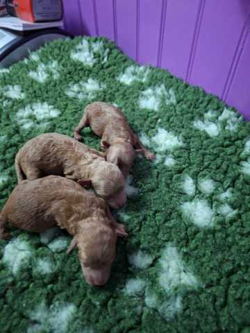 3 caniches males toy f rouge