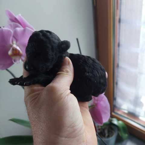 1 caniche femelle toy noire