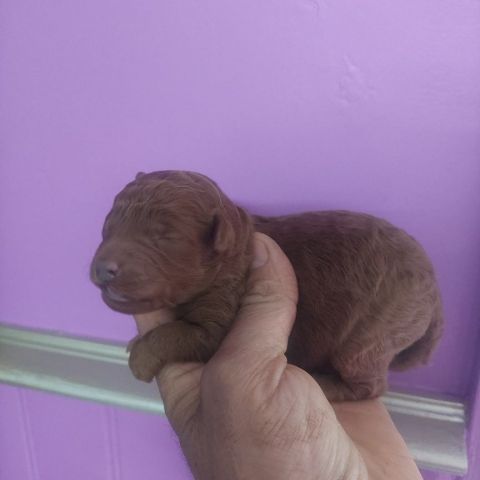 1 caniche male pt nain rouge