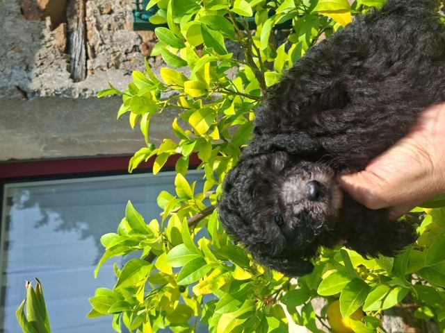1 caniche femelle toy grise