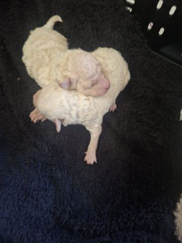 2 caniches males toy blanc
