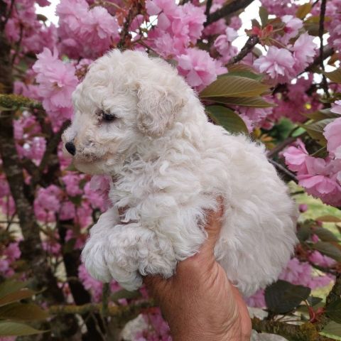 1 caniche male toy blanc