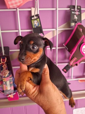1 femelle pinscher nain